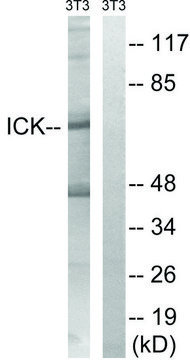 Anti-ICK antibody produced in rabbit
