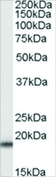 Anti-SOD1 antibody produced in goat