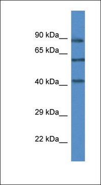 Anti-MAPK12 antibody produced in rabbit