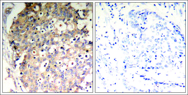 Anti-phospho-PTPN6 (pTyr?³?) antibody produced in
