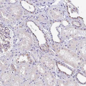 Anti-LENG9 antibody produced in rabbit