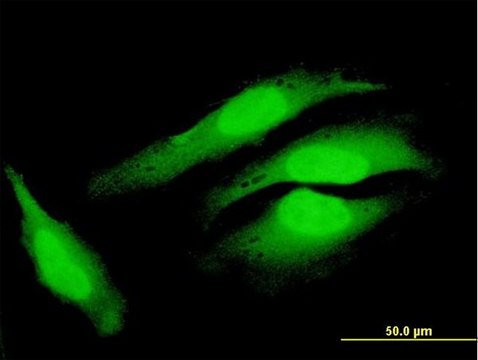 Anti-COPS8 antibody produced in mouse