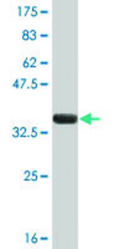 Monoclonal Anti-FEN1 antibody produced in