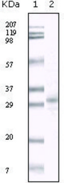 Monoclonal Anti-KSHV ORF26 antibody produced