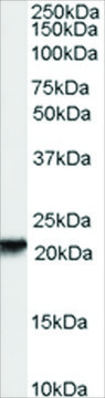 Anti-RBP4 antibody produced in goat