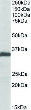 Anti-EFNB2 antibody produced in goat