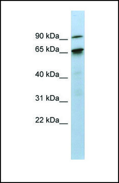 Anti-KIAA0427, (N-terminal) antibody produced in