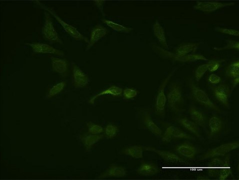 Monoclonal Anti-ASB3 antibody produced in