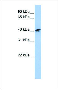 Anti-ACTR1A antibody produced in rabbit