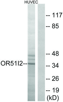 Anti-OR51I2 antibody produced in rabbit