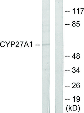 Anti-Cytochrome P450 27A1 antibody produced