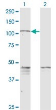 Monoclonal Anti-PCDHGC5 antibody produced in