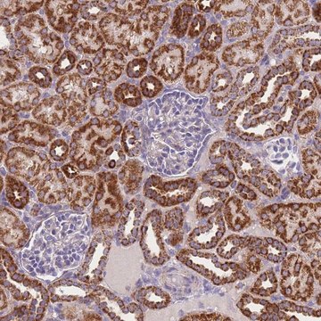 Anti-MRPS11 antibody produced in rabbit