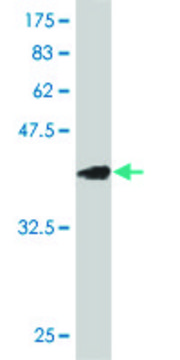 ANTI-EGR1 antibody produced in mouse