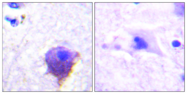 Anti-MAP4 antibody produced in rabbit