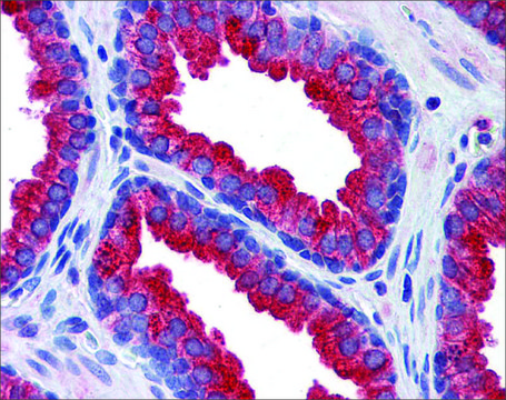 Anti-KL antibody produced in rabbit
