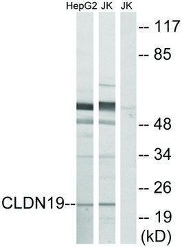 Anti-CLDN19 antibody produced in rabbit
