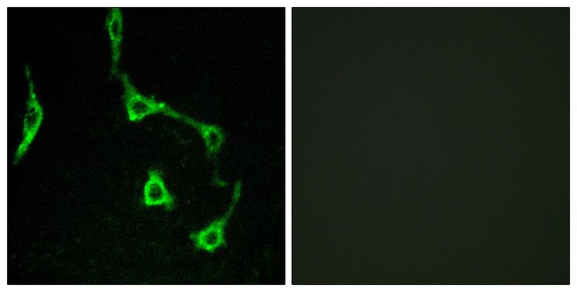 Anti-CDH10 antibody produced in rabbit