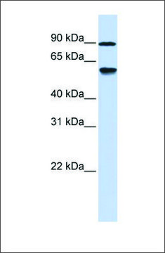 Anti-ADHFE1 antibody produced in rabbit