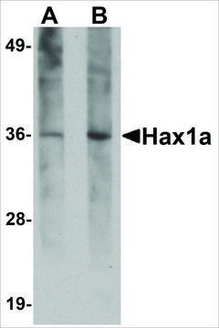 Monoclonal Anti-Hax1a antibody produced in