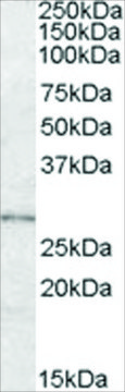 Anti-LYPLAL1 antibody produced in goat