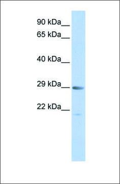 Anti-MORF4 antibody produced in rabbit