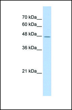 Anti-TAF7L antibody produced in rabbit