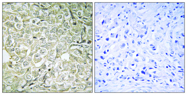 Anti-RAB37 antibody produced in rabbit