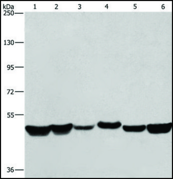 Anti-HNRNPH1 antibody produced in rabbit