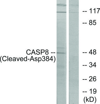 Anti-CASP8 (Cleaved-Asp³??), C-Terminal antibody produced