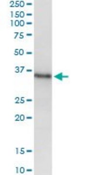 ANTI-MSX1 antibody produced in mouse