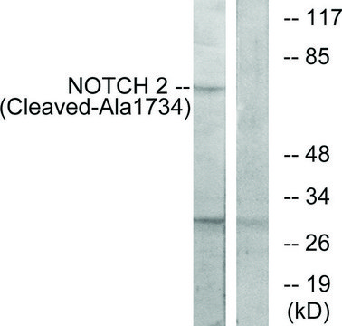 Anti-NOTCH2 (Cleaved-Ala¹?³?) antibody produced in