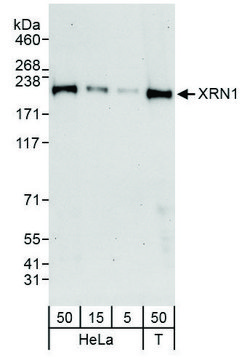 Rabbit anti-XRN1 Antibody, Affinity Purified