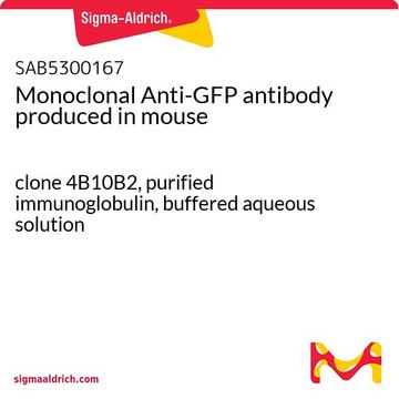 Monoclonal Anti-GFP antibody produced in