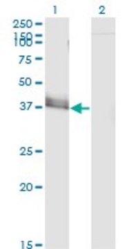 Monoclonal Anti-JAM2, (C-terminal) antibody produced