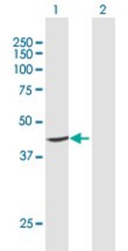 Anti-PTDSS1 antibody produced in rabbit
