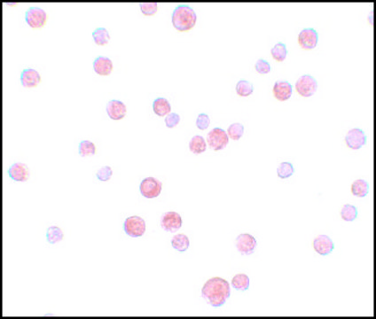 Anti-PLAC2 antibody produced in rabbit