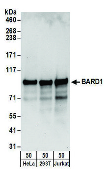 Rabbit anti-BARD1 Antibody, Affinity Purified