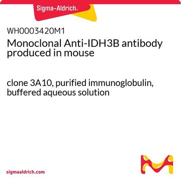 Monoclonal Anti-IDH3B antibody produced in