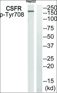 Anti-phospho-CSFR (pTyr???) antibody produced in