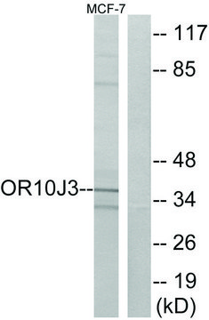 Anti-OR10J3 antibody produced in rabbit