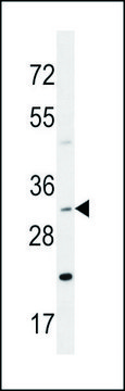 ANTI-DNAJB13 (CENTER) antibody produced in