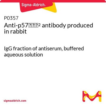 Anti-p57???² antibody produced in rabbit