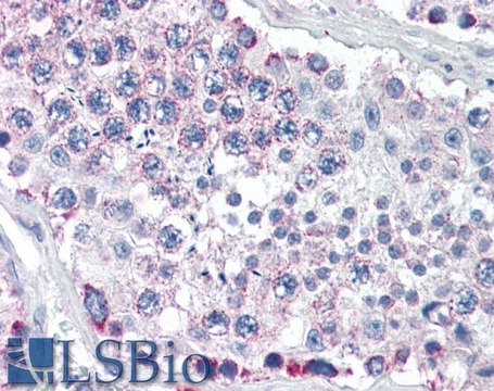 Anti-GPSM2 antibody produced in goat