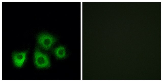 Anti-OR5M1 antibody produced in rabbit