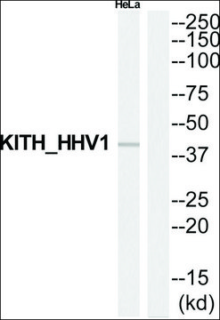 Anti-KITH_HHV1 antibody produced in rabbit
