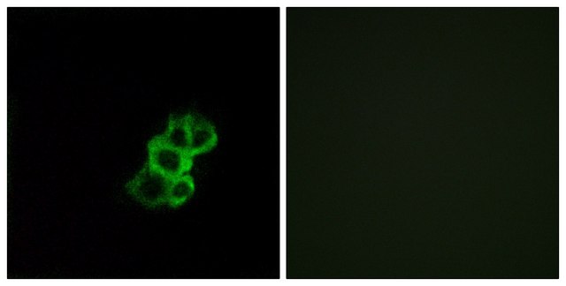 Anti-OR8B4 antibody produced in rabbit