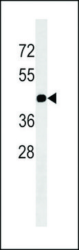 MONOCLONAL ANTI-GJC2(N-TERMINAL) antibody produced in