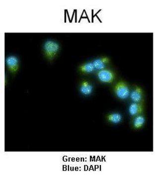 Anti-MAK antibody produced in rabbit