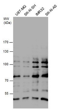 Anti-Gli1 antibody produced in rabbit